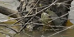 Sabine map turtle (Graptemys sabinensis) Orange Co. Texas.