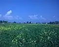 Flowers of Mustard in Kaalian