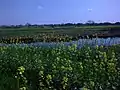 A view of Mustard Flower Near Daali