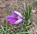 Flower's profile, Serra de Casteltallat, Catalonia, Spain