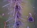 Saguaro with dime-sized rosette from caterpillar exit hole