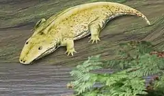 Saharastega moradiensis, a possible cochleosaurid of the late Permian of Niger