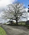 The Liberty Oak.