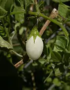Ripe fruit