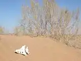 Most of the area is covered with sand dunes.