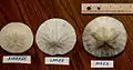 Dendraster Excentricus Sizes (World's Largest on Right)