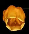 Single flower tilted to show mouth.