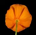Rear view of single flower.
