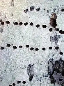 Holes drilled by red-naped sapsucker in Platanus wrightii in Arizona, USA
