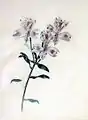 Alstroemeria sp.