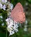 Satyrium edwardsii