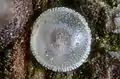 Newly-laid egg