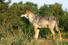Wolves are scarce and shy