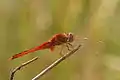 male