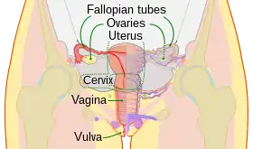 Schematic frontal view of female anatomy