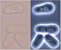 Division stages of Schizosaccharomyces in bright and dark field light microscopy