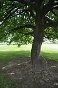Scouts Oak Tree