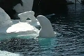 Beluga whales