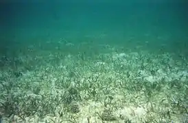 Seagrass (Thalassia testudinum) bed with several echinoids (Tripneustes ventricosus), Grahams Harbor