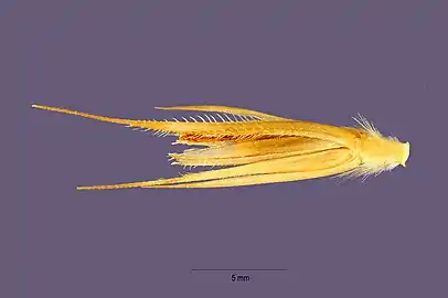 Seed in husk