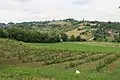 Petnica - panorama