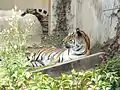 Tiger in the zoo