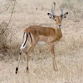 Image 8ImpalaPhoto: IkiwanerThe impala (Aepyceros melampus) is a medium-sized African antelope. The name comes from the Zulu language. They are normally reddish-brown, with lighter flanks, white underbellies, and a characteristic "M" marking on the rear. Males have lyre-shaped horns, which can reach up to 90&nbsp;cm (35&nbsp;in) in length. They are strong jumpers, able to reach distances more than 10&nbsp;m (33&nbsp;ft) in a single bound. They are also fast runners, capable of reaching speeds up to 90&nbsp;km/h (56&nbsp;mph).More selected pictures