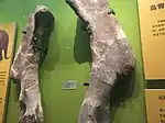 The shoulders of Shantungosaurus on display at the museum.