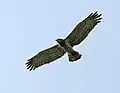 In Kawal Wildlife Sanctuary, India