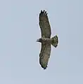 In Kawal Wildlife Sanctuary, India
