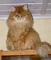 Red tabby male in his wintercoat.