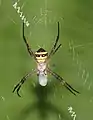 With egg sac