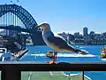 At Circular Quay railway station, Sydney