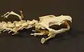 Greater siren skull & hyoid