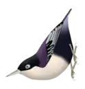Sitta azurea azurea - note the purple upper parts and violet coverts.
