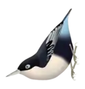 Sitta azurea expectata - note the dark blue upper parts and azure coverts.