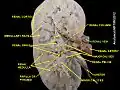 Renal vein