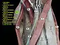Dissection of the human thigh