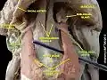 The hypoglossal nerve then travels deep to the hyoglossus muscle, which it supplies. It then continues on and supplies the genioglossus muscle, and towards the tip of the tongue, where it divides into branches supplying the tongue muscles.