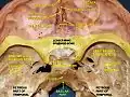 Basilar part of occipital bone