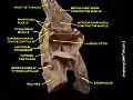 Tongue root
