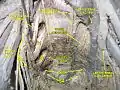 Pelvic contents: male. Superior view. Deep dissection.