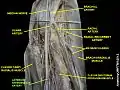 Anterior interosseous artery