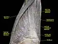PATELLAR TENDON. Deep dissection. Anterior view.