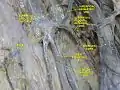 Superficial veins of lower limb Superficial dissection. Anterior view.