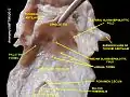 Palatine tonsil