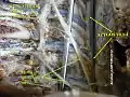 Thoracic splanchnic nerves