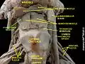 Hyoglossus Muscle