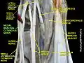 Medial brachial cutaneous nerve