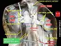 Testicular artery and vein